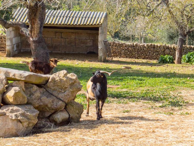 Granja  Finca Hotel Ses Cases Noves Sant Llorenç Des Cardassar Granja  Finca Hotel Ses Cases Noves Sant Llorenç Des Cardassar